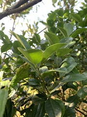 Ilex viridis