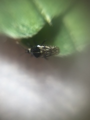 Tingidae