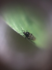 Tingidae