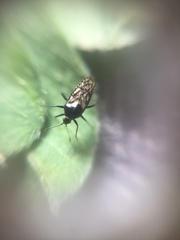 Tingidae