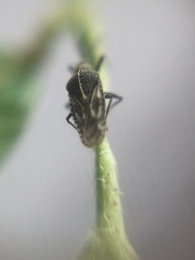 Tingidae