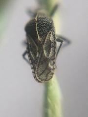Tingidae