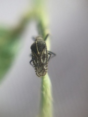 Tingidae