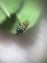 Tingidae