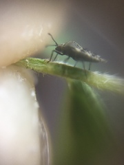 Tingidae