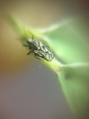 Tingidae