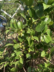 Smilax lanceifolia opaca