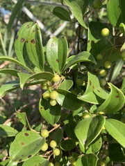 Smilax lanceifolia opaca