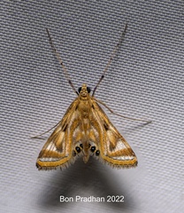 Eoophyla peribocalis