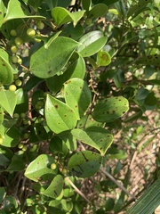 Smilax lanceifolia opaca