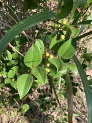 Smilax lanceifolia opaca