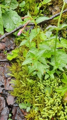 Epilobium alsinifolium