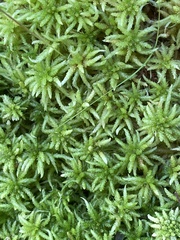 Sphagnum centrale