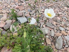 Papaver sokolovskajae