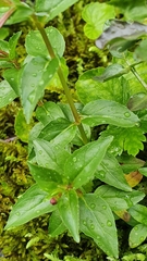 Epilobium alsinifolium