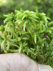 Sphagnum centrale