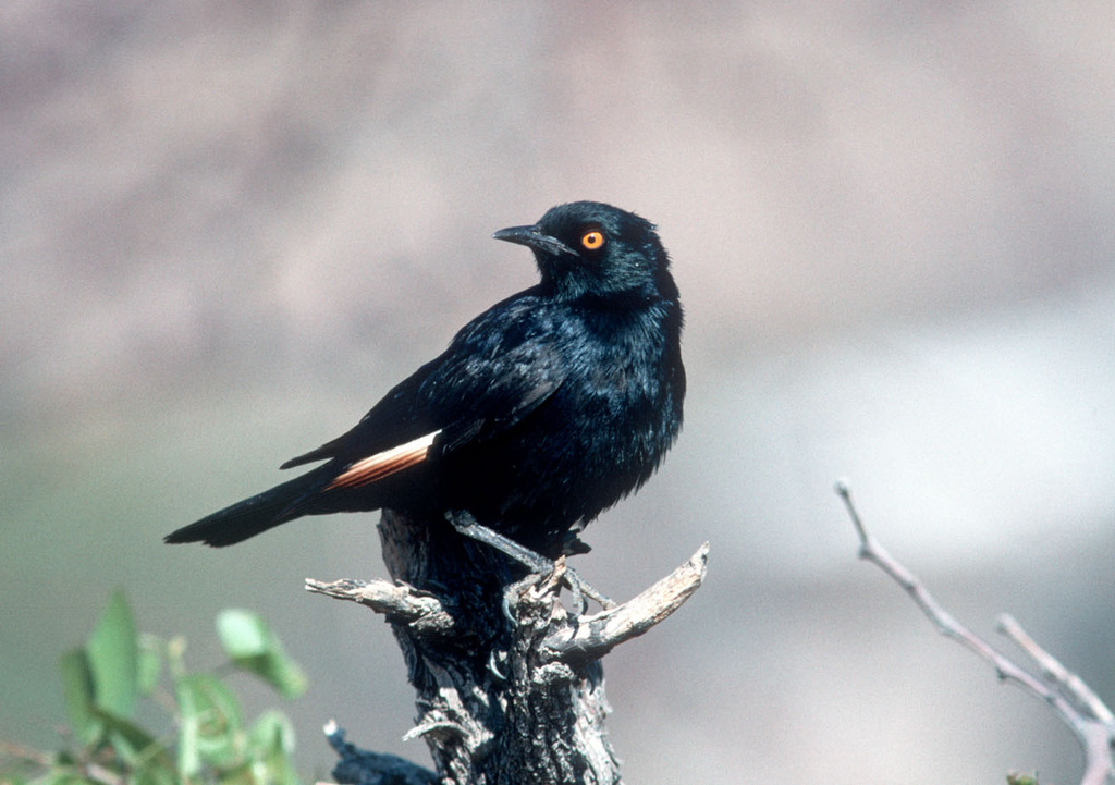 Pale-Winged Starling
