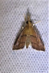 Microcausta flavipunctalis