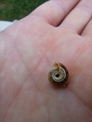 Cernuella virgata