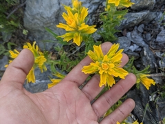 Castilleja brevilobata