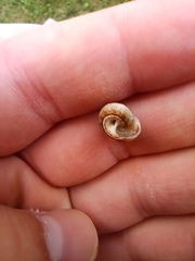 Cernuella virgata