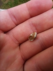 Cernuella virgata