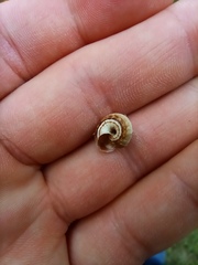 Cernuella virgata
