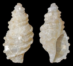 Eucyclotoma