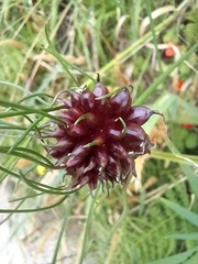 Allium vineale compactum