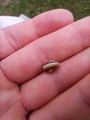 Cernuella virgata