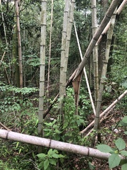 Phyllostachys bambusoides