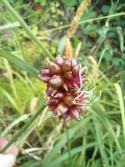 Allium vineale compactum
