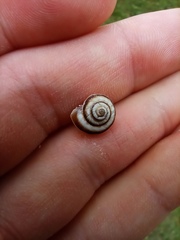 Cernuella virgata
