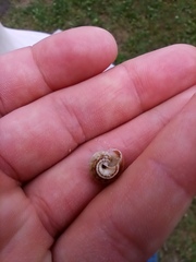 Cernuella virgata