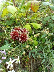 Allium vineale compactum