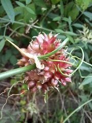 Allium vineale compactum