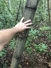 Phyllostachys bambusoides