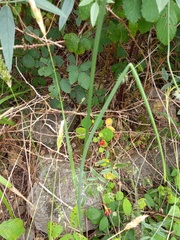 Allium vineale compactum