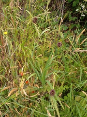 Allium vineale compactum