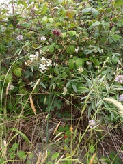 Allium vineale compactum