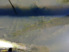 Potamogeton trichoides