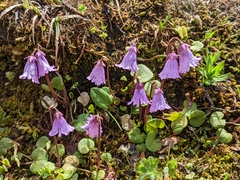 Soldanella pusilla