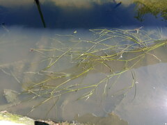 Potamogeton trichoides