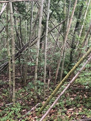 Phyllostachys bambusoides
