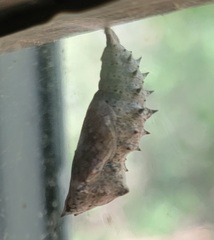 Nymphalis