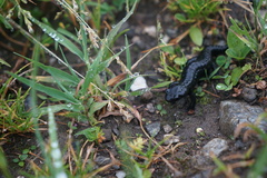 Salamandra atra