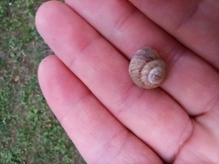 Cernuella virgata