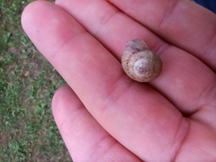 Cernuella virgata