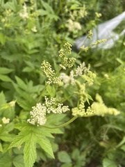 Filipendula ulmaria