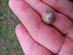Cernuella virgata
